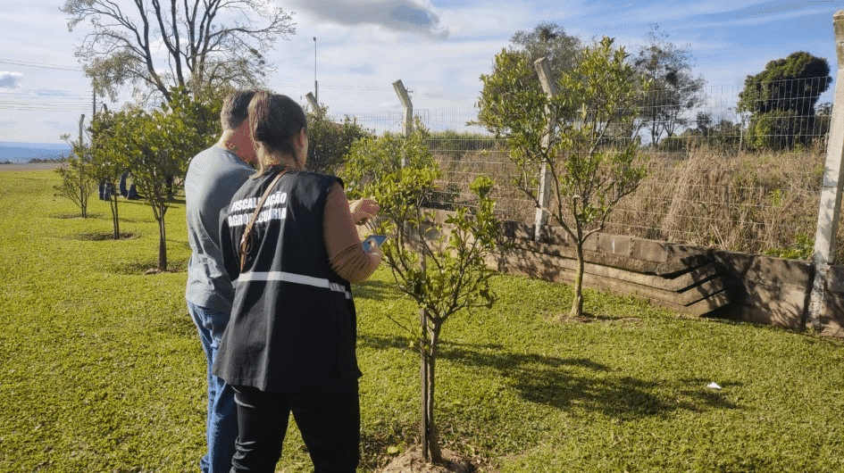 Força-tarefa erradica mais de 200 plantas por greening e amplia monitoramento em Palmitinho