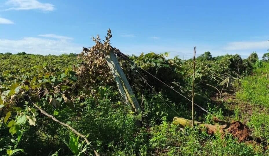 Polícia Civil investiga destruição de parreirais no interior de Alpestre