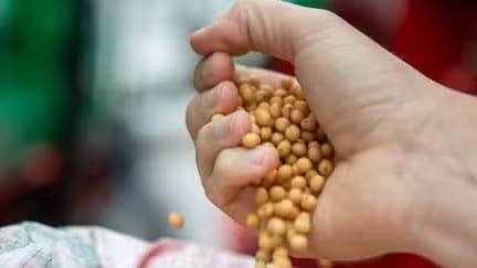 Cenário da soja 25/26 se mantém incerto com clima irregular