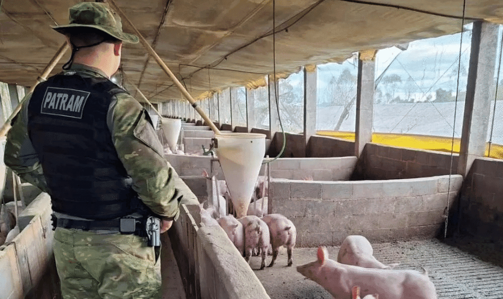 Fiscalização ambiental na suinocultura será tema de palestra em Rodeio Bonito no dia 28