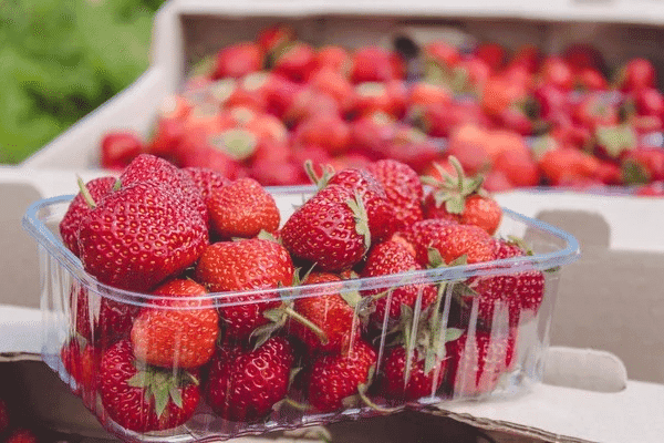 Nova norma para produção de morangos preocupa produtores no RS