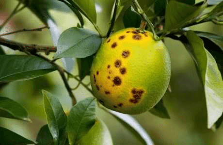 Defesa Agropecuária estadual vistoria mais de mil propriedades em Palmitinho e Caiçara após casos de Greening